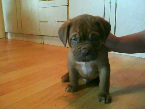 Dva pejsci Bordeauxsk� doga 