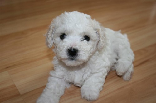 Bolo�sk� ps�k s PP