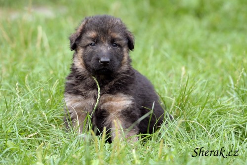 N�MECK� OV��K - dlouhosrst� �t���tka 