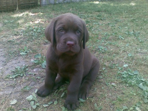 Labradorsk� retriever - �okol�dov� �t��ata s PP