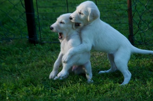 Saluki - persk� chrt