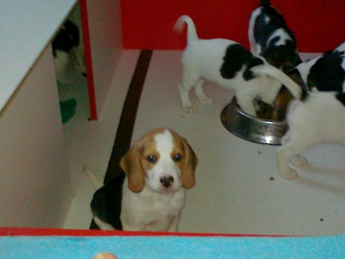 B�gl �t��ata bez PP, Praha