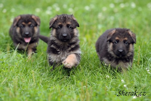 N�MECK� OV��K - �t���tka s PP