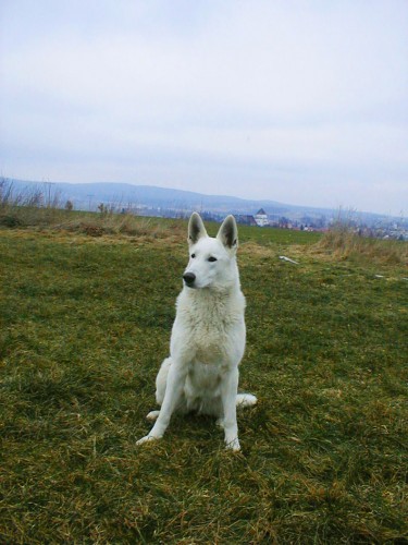 B�l� �v�carsk� ov��k