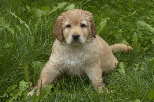 Hovawart - ��asn� �t��ata