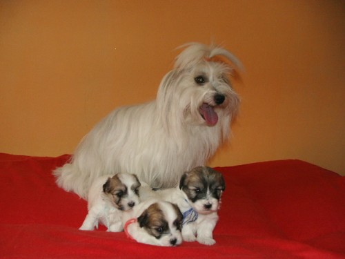 �t��ata cotonka