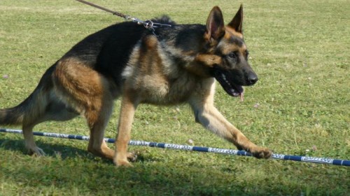 Oblastn� v�stava a bonitace n�meck�ch ov��k�