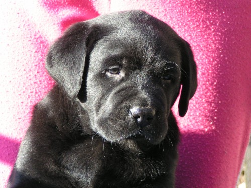 Zad�v�me �ern� a �lut� �t���tka labradorsk�ho retrievera s PP 