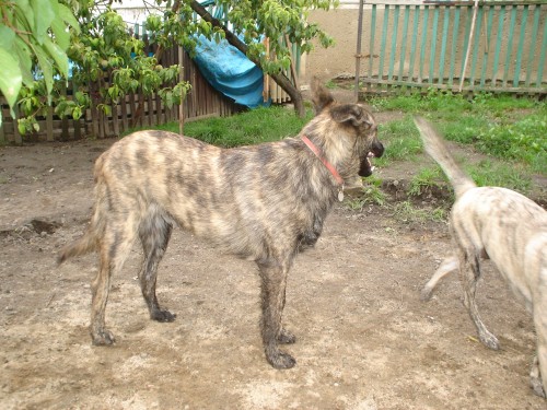 Posledn� pes HHK s PP