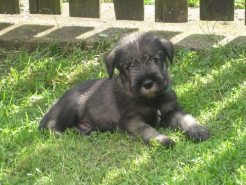 Kn�ra� st�edn� pep� a s�l