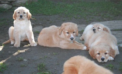 Hovawart �t�n�