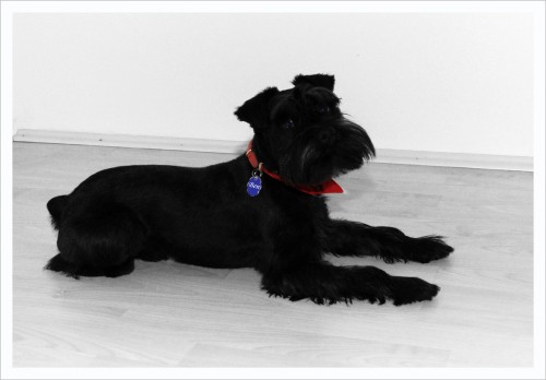 Kn�ra�ek hled� fene�ku