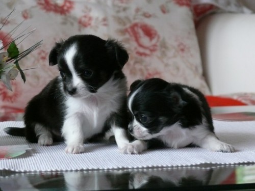 �ivava - modr�, �okol�dov�, �ernob�l�