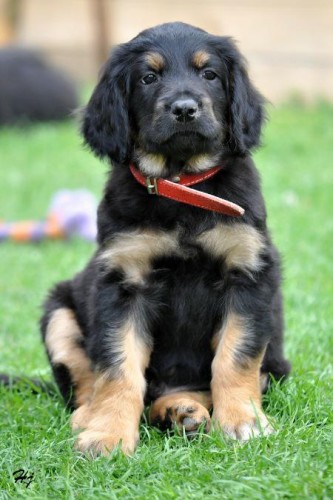 Hovawart-�t��ata s PP