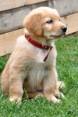 Hovawart- �t��ata s PP