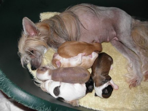 ��nsk� chocholat� pes