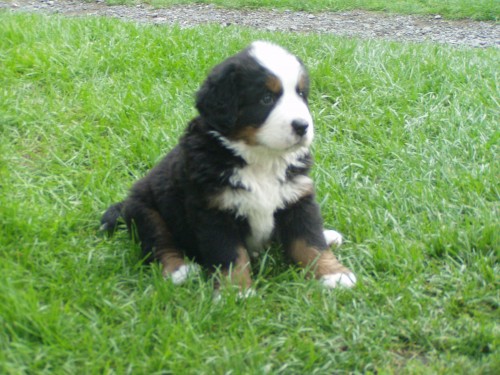 Bernsk� sala�nick� pes s PP