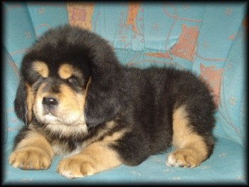 Tibetsk� doga - �t��ata s PP