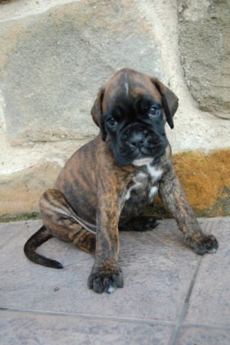 �t��ata boxera s PP