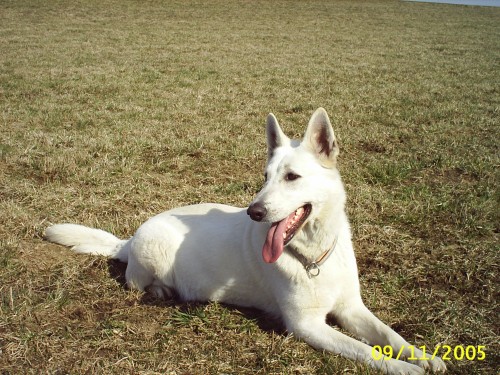 B�l� �v�carsk� ov��k