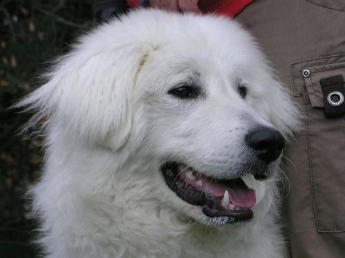 Slovensk� �uva� - mlad� pes s PP