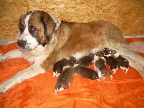 Moskevsk� str�n� pes