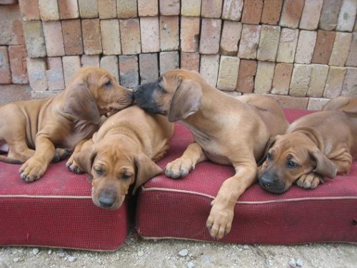 Rhod�sk� ridgeback �t���tka s PP