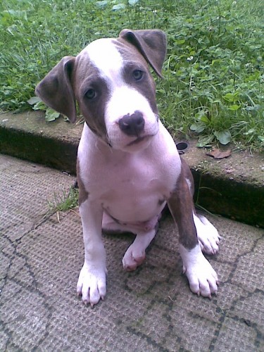 Americk� staford��rsk� teri�r