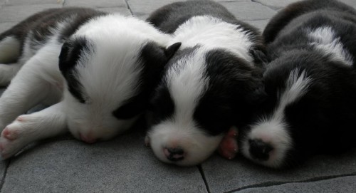 Border kolie - �t���tka s PP