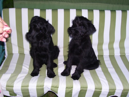 kn�ra� st�edn� �ern�