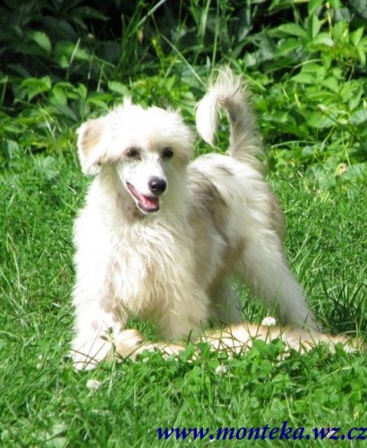 ��nsk� chocholat� pes labut�nka