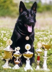 KVALITN� �T���TKA NO S PR�KAZEM P�VODU