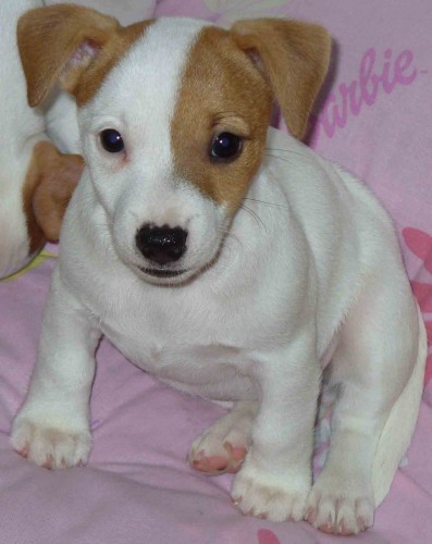 Prod�m �t���tka JRT