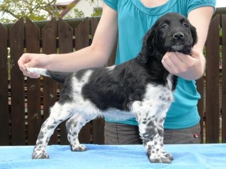 Prod�m �t��ata velk�ho musnterlandsk�ho oha�e