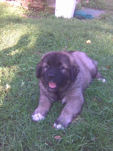 Prod�m posledn� fenku Kavkazsk�ho pasteveck�ho psa!!!