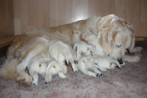 Zlat� retriever - �t���tka