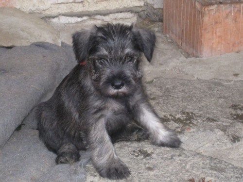 Kn�ra� st�edn� pep� a s�l