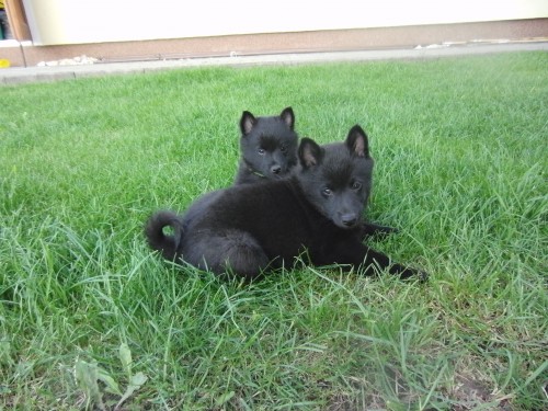 Prod�m �t��ata - �iperka