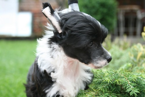 ��nsk� chocholat� pes