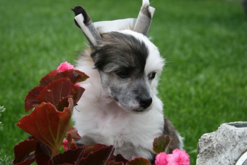 ��nsk� chocholat� pes