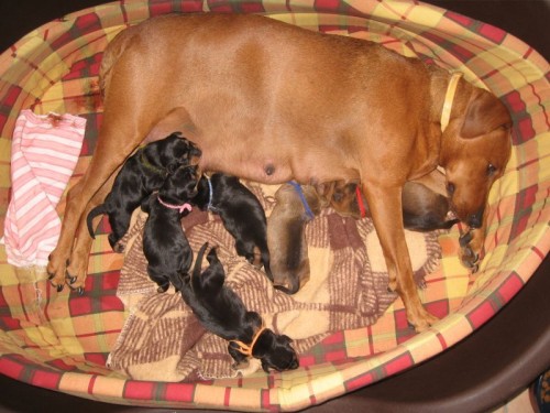 �t���tka s PP