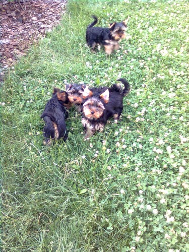 Prod�me �t��ata York��rsk�ho teri�ra s PP