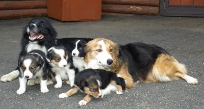 border kolie tricolor a �ernob�l�- 