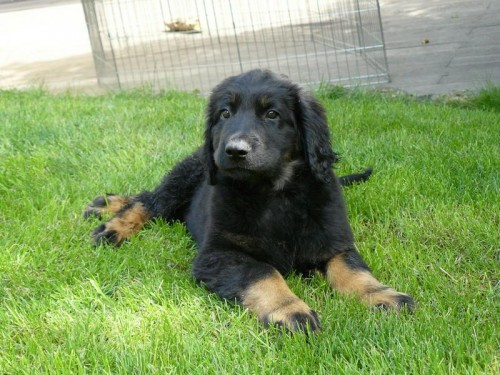 �t��ata hovawart� s PP