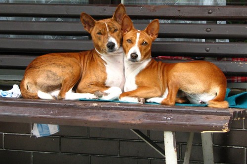 Zad�m �t��ata basenji