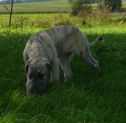 Irsk� vlkodav - �t��ata s PP