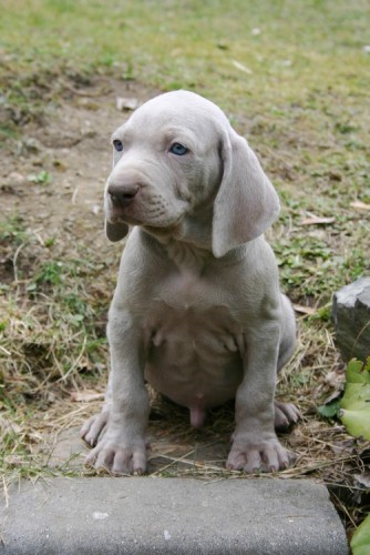 V�marsk� oha� kr�tkosrst� - �t���tka s PP