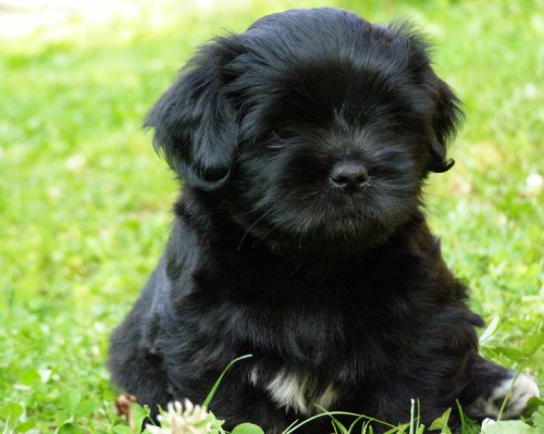 �teniatka - Lhasa apso