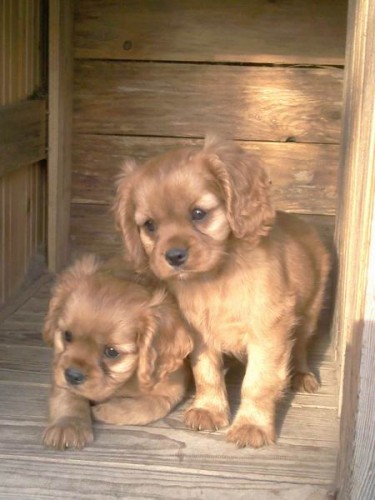 �t���tka Kavalir King Charles Spaniel