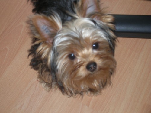 Nab�z�m pejska Jork��rsk�ho teri�ra ke kryt�